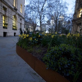 Spring Daffodils at Dusk in London Courtyard