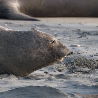 Elephant Seal Resting on Sandy Beach at Drakes Beach
