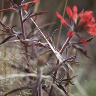 Red Geranium Flower in the Grass