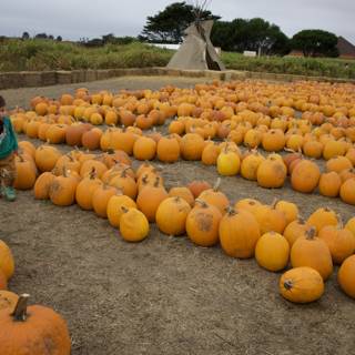 Pumpkin Patch Adventures