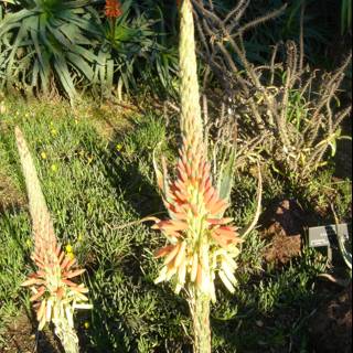 Sunny Aloe Flower