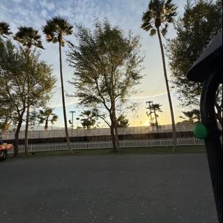 Palm Serenade at Dusk