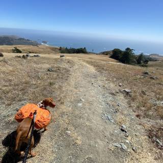 Backpacking with my canine friend