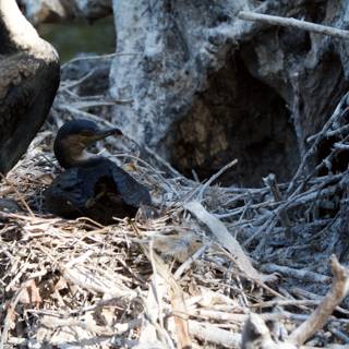 Nesting Cormorant