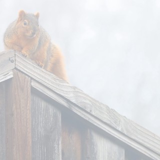 Squirrel Perched on Wooden Fence in Foggy Morning