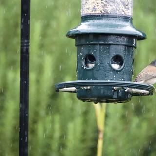 Dark-Eyed Junco Braving the Rain at Bird Feeder