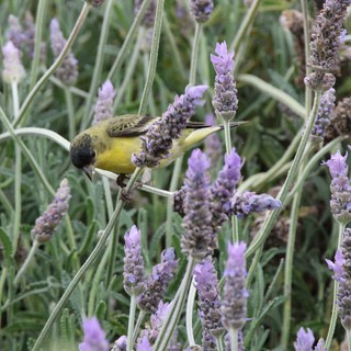 Yellow Finch Feeding on Lavender Blossoms