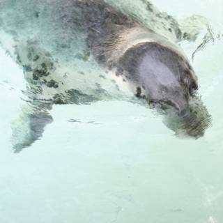 Playful Seal in the Open Water