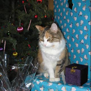 Feline Holiday Surprise
