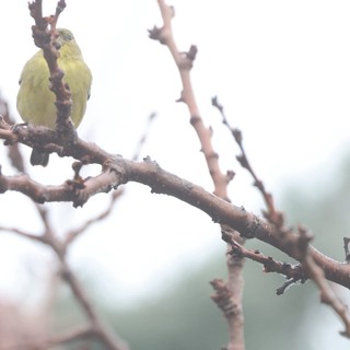 Yellow Finch Perched on Winter Branch