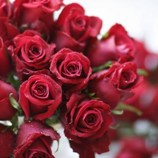 A Bouquet of 13 Stunning Red Roses