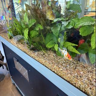 Underwater Wonders at Pier 15
