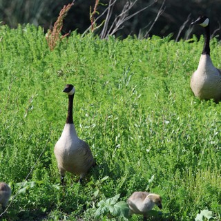 Canada Goose Family Foraging in Spring Wetland Meadow