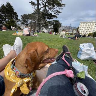 Lapdog in the Park
