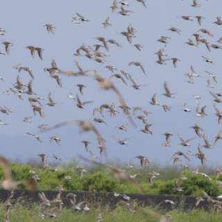 Flight of the Flock