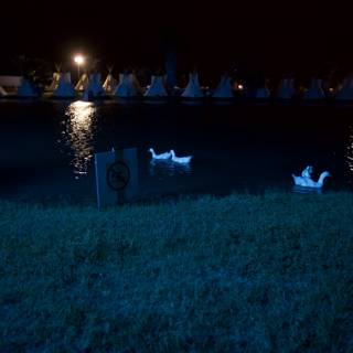 Swans under the Starry Night Sky