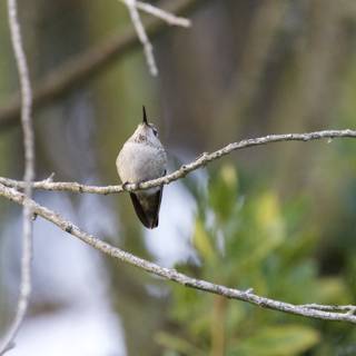 Peaceful Pause: Hummingbird Ardor