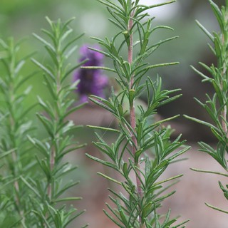 Fresh Rosemary Sprigs with Purple Blooms in Background