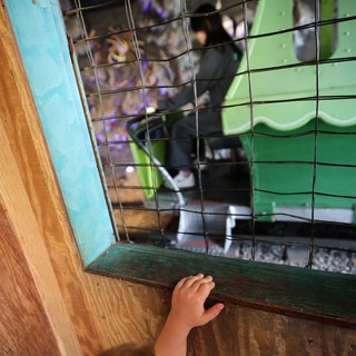 Child Watching Birds Through Wire Mesh at Aviary