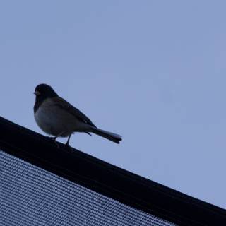 Perched in Serenity