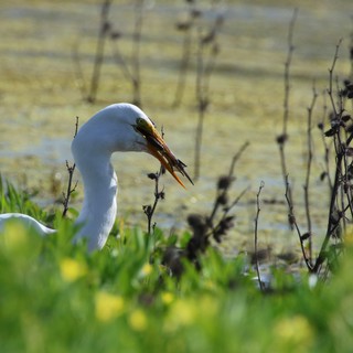 Great Egret Hunting in Wetland Vegetation