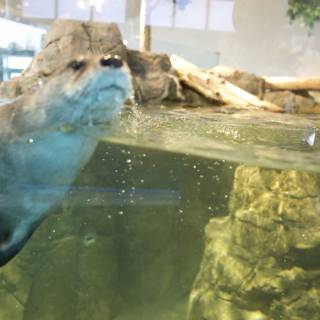 Serene Swim of the Sea Otter