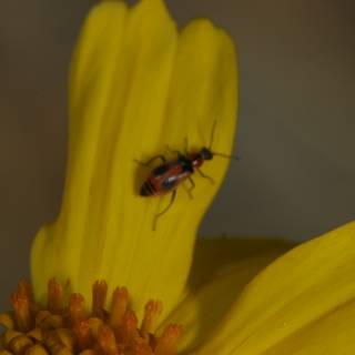 Insect collecting pollen from yellow daisy