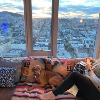 City Living with Canine Companion