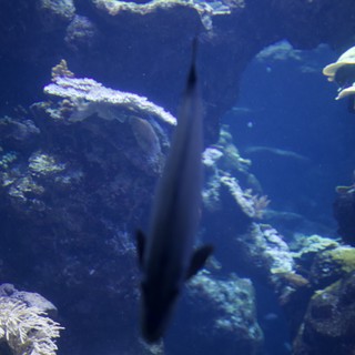 Underwater Scene with Fish and Coral Reef