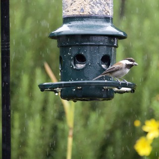 Small Bird Feeding in the Rain at Garden Feeder