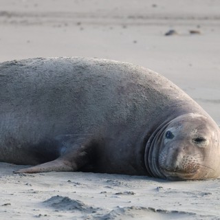 Elephant Seal Resting on Sandy Beach at Drakes Beach