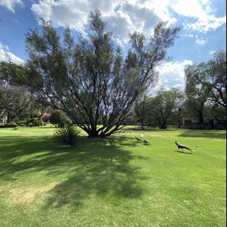 Majestic Oak Tree with Birds in Xochimilco Park
