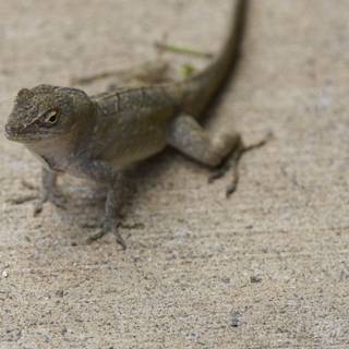 Encounter at the Honolulu Zoo: Stare of the Urban Gecko