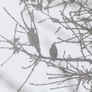 Two Birds Perched on Frost-Covered Branches in Winter