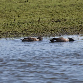 Pair of Blue-winged Teal Resting in Wetland Waters