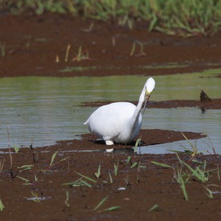 White Egret Preening on Mudflat in Wetland