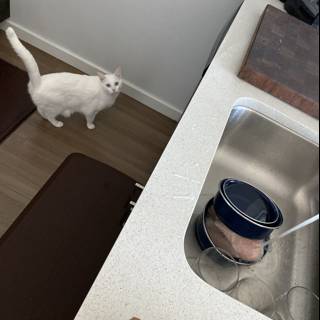 Domestic Life: A White Cat Surveying the Kitchen