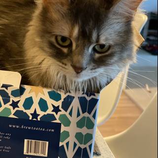 Feline in a Box