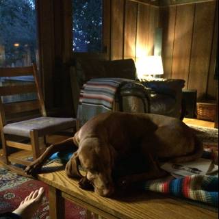 Sleeping Hound on a Wooden Table