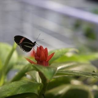 Radiant Encounter: Butterfly Rests on a Vibrant Plant