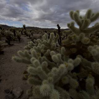 Cacti in the Wilderness