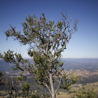 Weathered Tree Crown Against California Mountain Sky