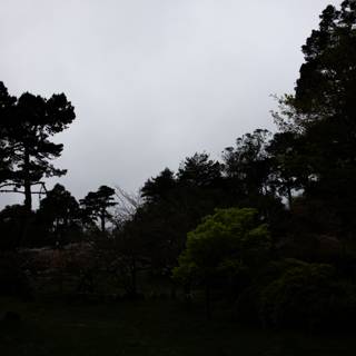 Serenity at the Japanese Tea Garden