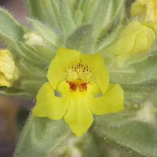Spotted Yellow Geranium