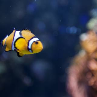 The Colorful World of Aquariums