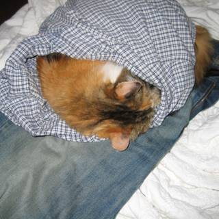 Cozy Cat in a Shirt