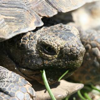 Grass-Fed Tortoise