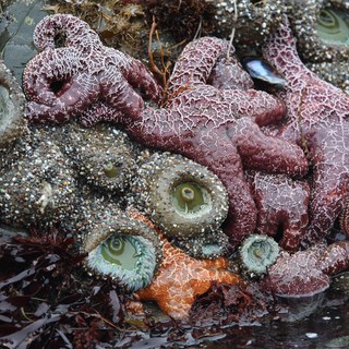 Ochre Sea Stars and Anemones in Pacific Tide Pool