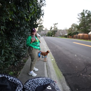 Sunday Morning Dog Walk in Suburban Neighborhood