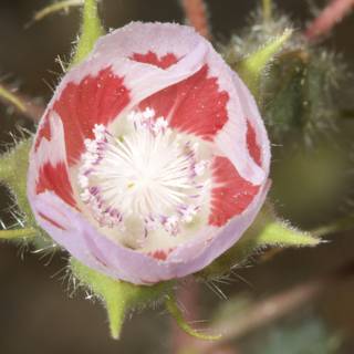 Desert Flower Delight